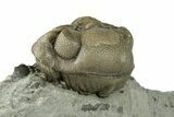Wide, Enrolled Eldredgeops Trilobite - Ohio #270297-1